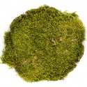 Terrario North King Moss 100g - flat moss